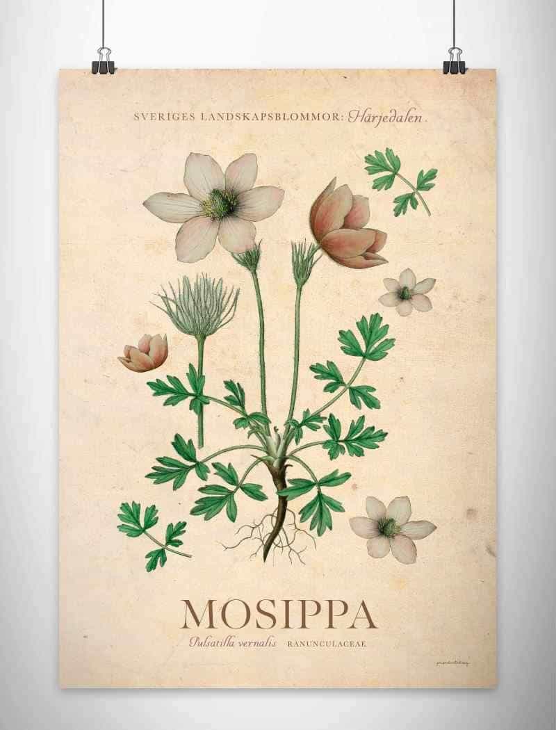Härjedalen - Mosippa Posters, affischer, tavlor Pansarhiertadesign
