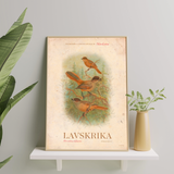 Norrbotten - Lavskrika