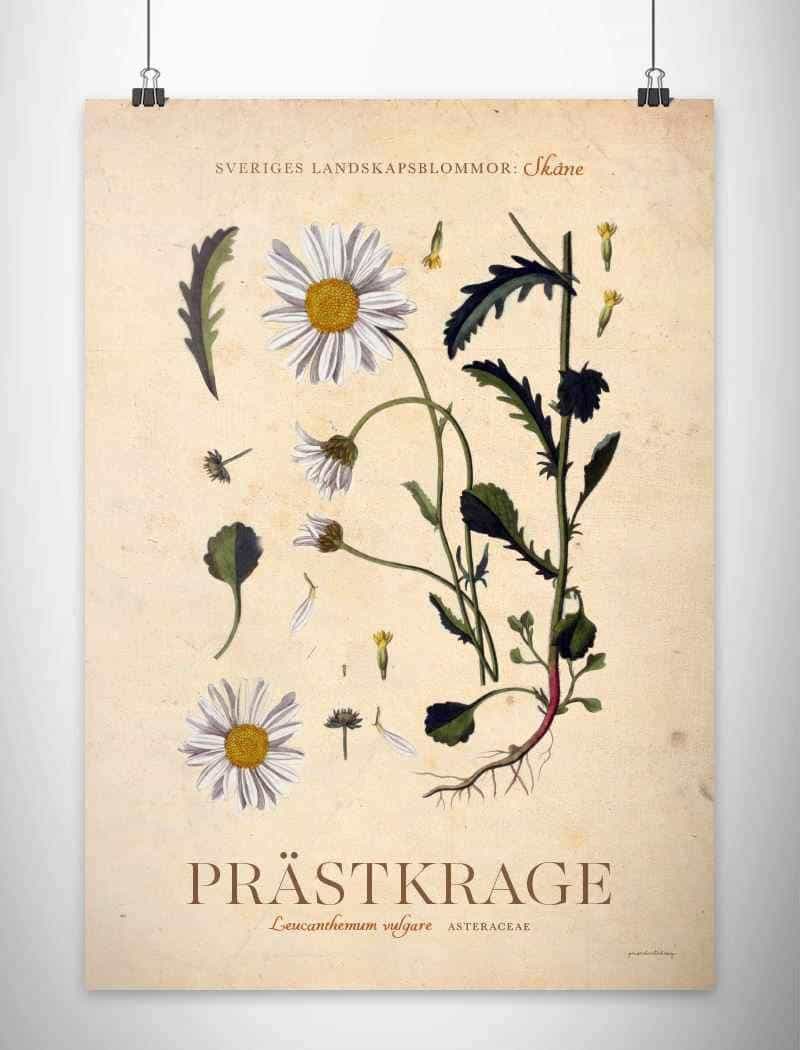 Skåne - Prästkrage Posters, affischer, tavlor Pansarhiertadesign