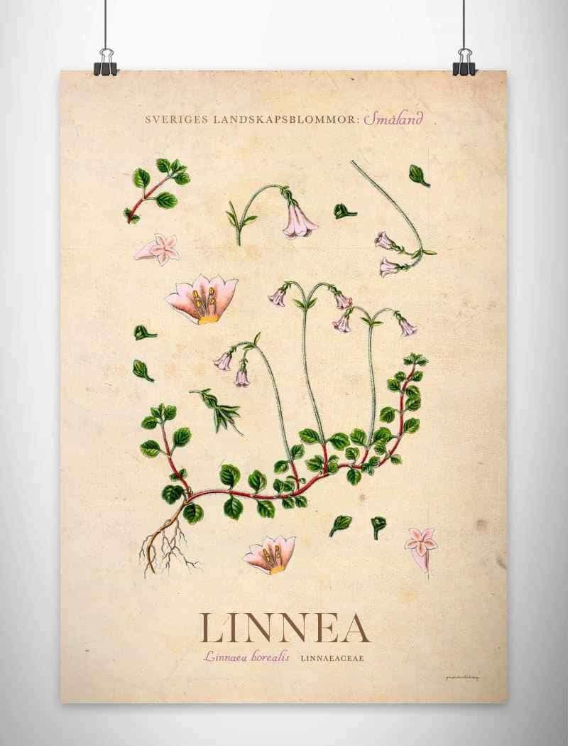 Småland - Linnea Posters, affischer, tavlor Pansarhiertadesign
