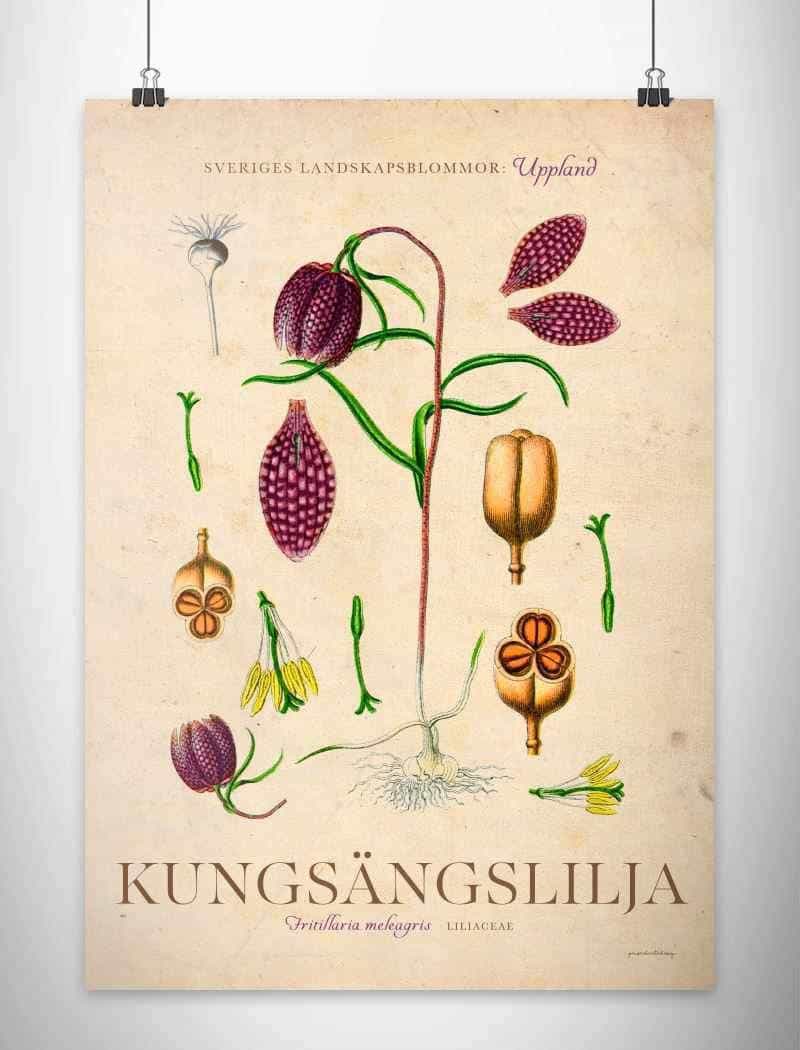 Uppland - Kungsängslilja Posters, affischer, tavlor Pansarhiertadesign
