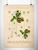 Värmland - Skogsstjärna Posters, affischer, tavlor Pansarhiertadesign
