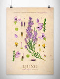Västergötland - Ljung Posters, affischer, tavlor Pansarhiertadesign