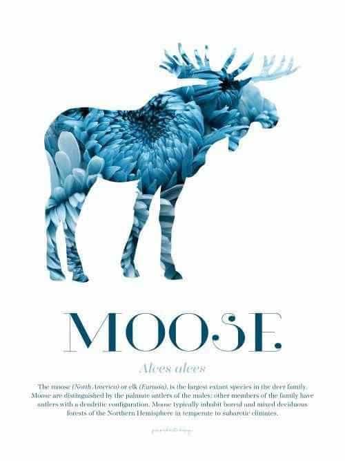 Moose - Scandinavian Wildlife Posters, affischer, tavlor Pansarhiertadesign