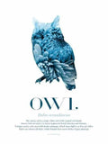 Owl - Scandinavian Wildlife