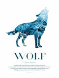 Wolf - Scandinavian Wildlife Posters, affischer, tavlor Pansarhiertadesign